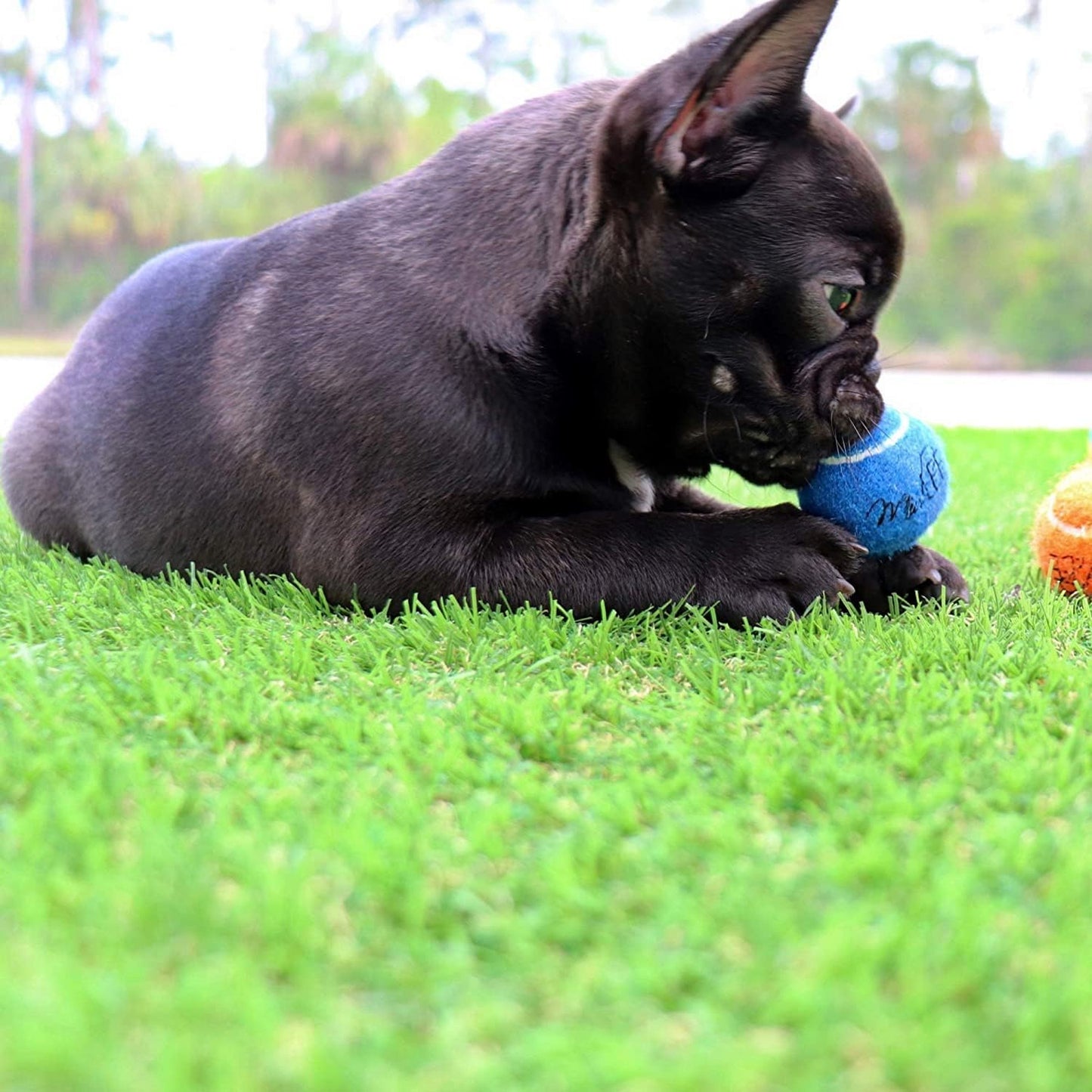 1.5" Mini Dog Tennis Balls Bulk Set of 25 Assorted Colors
