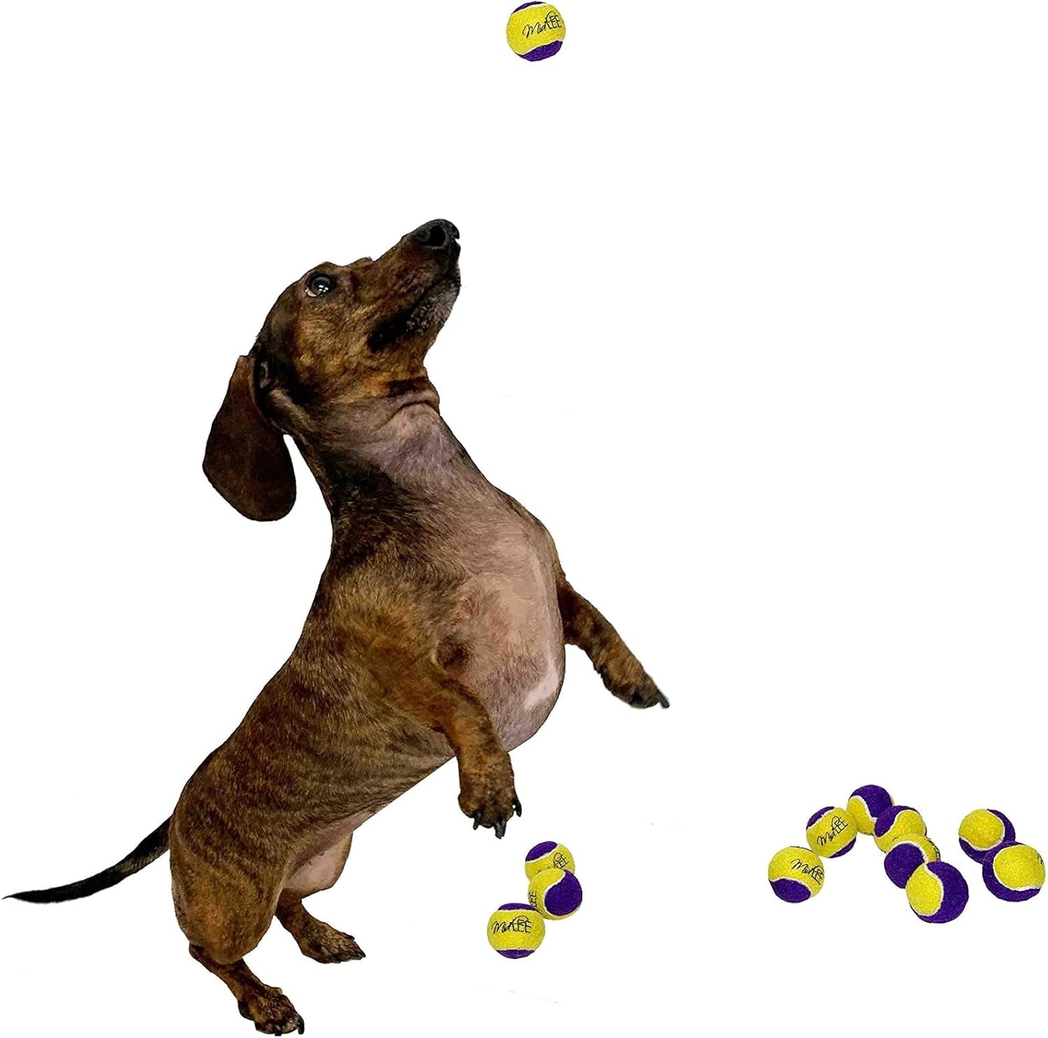 Squeaky Mini Tennis Ball for Dogs 1.5"- Pack of 12 (Yellow/Purple)