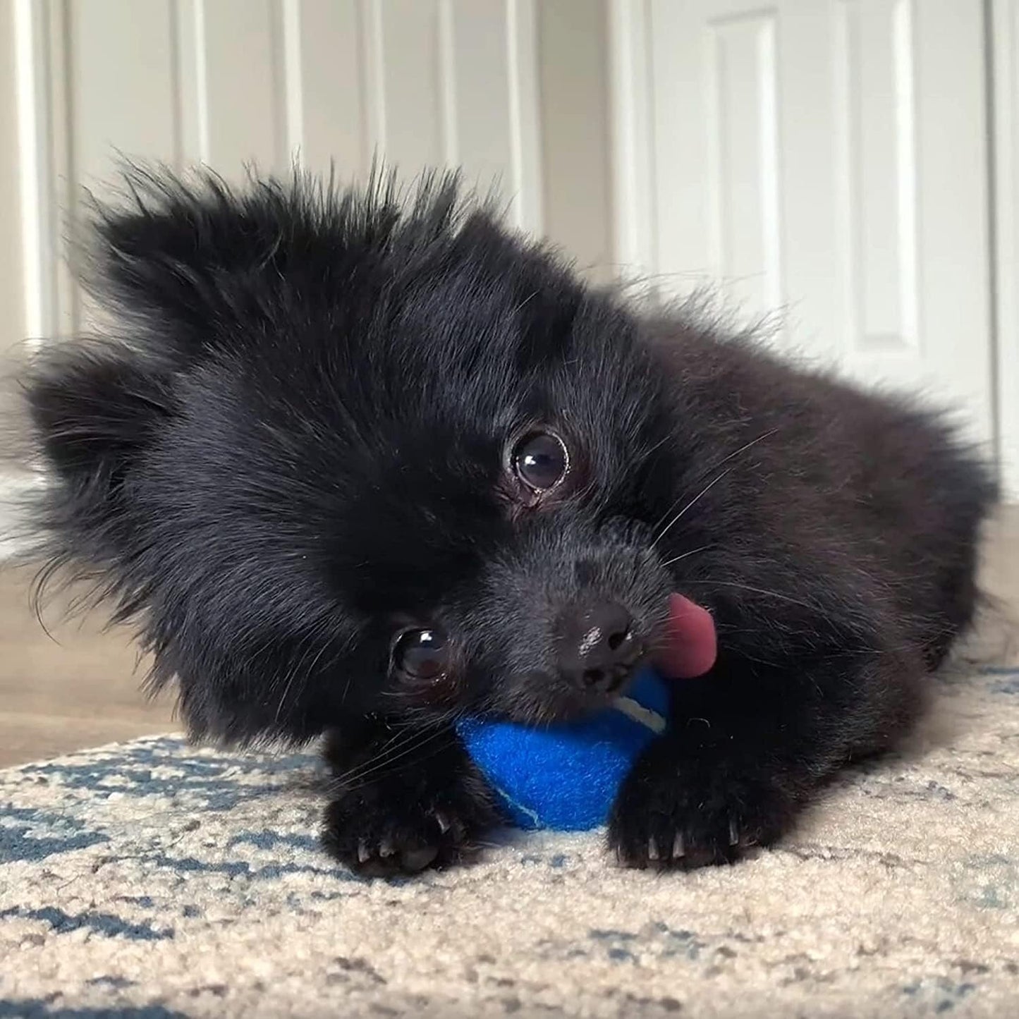 1.5" Mini Dog Tennis Balls Bulk Set of 25 Assorted Colors