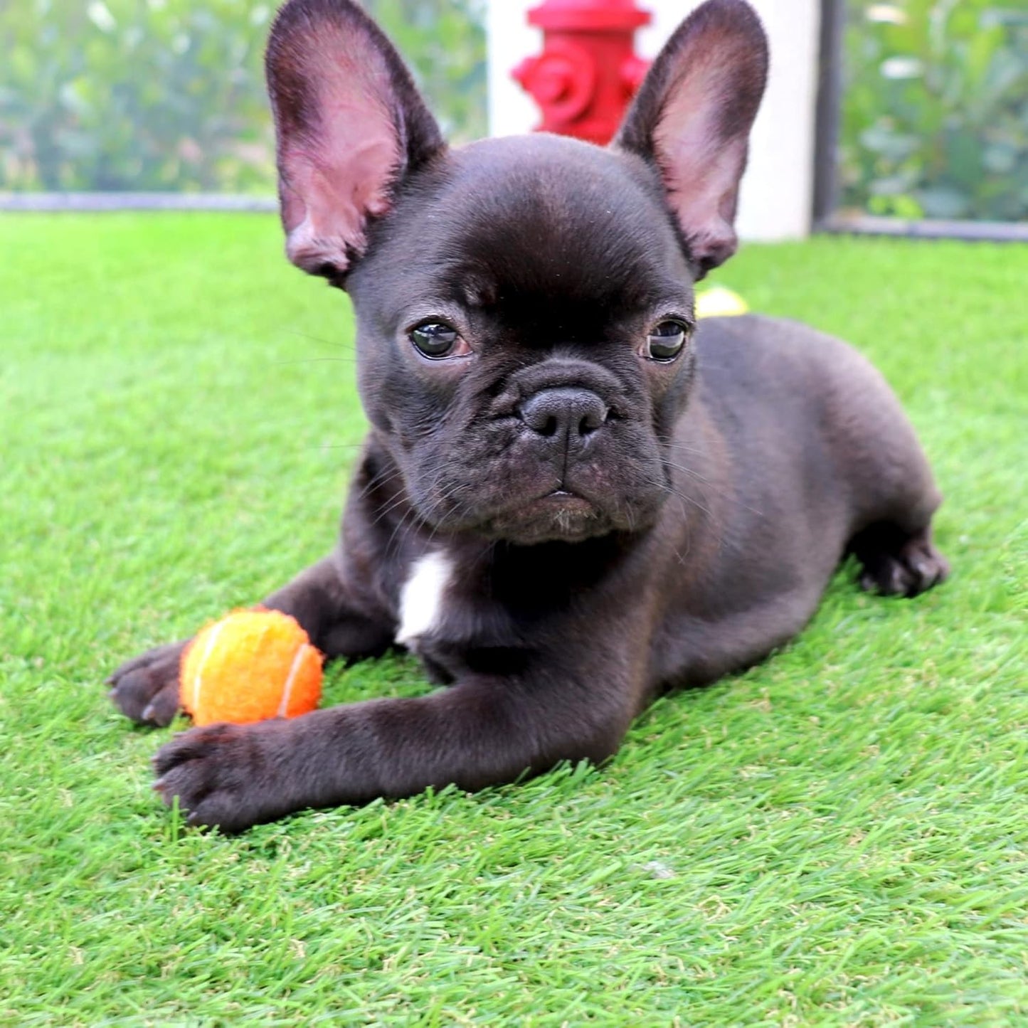 1.5" Mini Dog Tennis Balls Bulk Set of 25 Assorted Colors